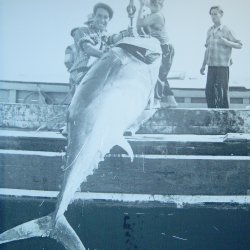 Thunfischfang vor der portugiesischen Küste (1969)