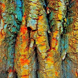 ,,Ich-sehe-das-Holz-wachsen" - Subjektive Fotografie - Kunst-Natur