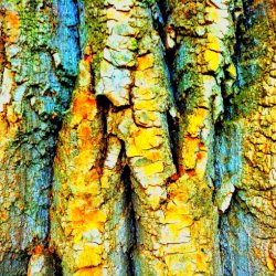 ,,Ich-sehe-das-Holz-wachsen" - Künstlerische Fotografie