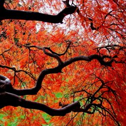 Kunst Natur - ,,Herbstzeitlose"
