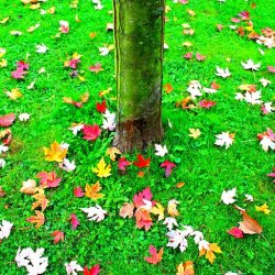 "Herbst-Zeitlose" - Art of nature