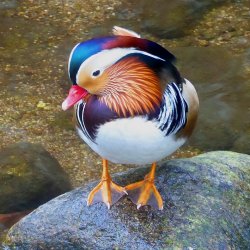 Mandarinente - Ziergeflügel - Entenvögel - (c) HaVD