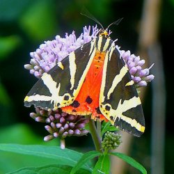 Nymphalidae butterfly - Brush-Footed-Butterfly - Edelschmetterling