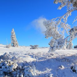Schnee- und eiszerzauste Vegetation