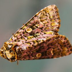 Eulenfalter (Noctuidae)
