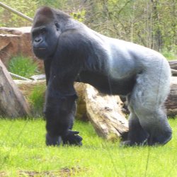 Gorilla - Primaten