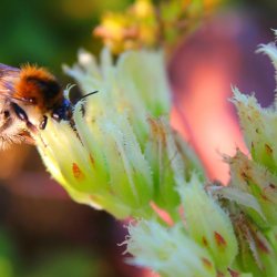 Biene auf Hauswurz-Hybride