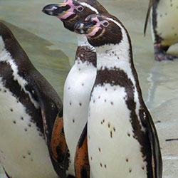 Humboldt-Pinguine 