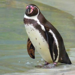 Humboldt-Pinguin 