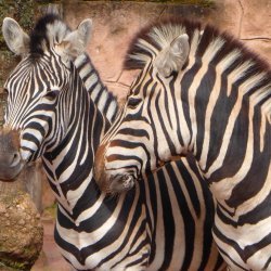 Zebras im Saarbrücker Zoo