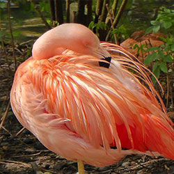 KLICK AUF FOTO!  Flamingos 