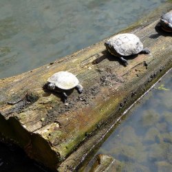 Wasserschildkröten beim Sonnen 