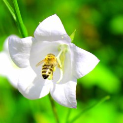 Biene fliegt in die Glockenblume