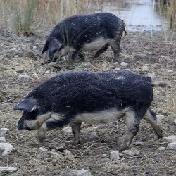 Wollschweine - Mangalica-Schweine