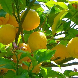 Zitronenbaum im spanischen Gärtchen