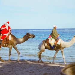 Ägypter als Weihnachtsmann auf seinem Kamel